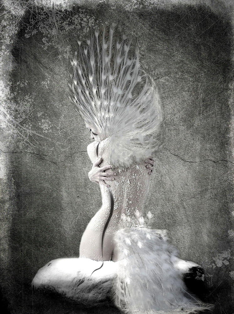 White Peacock by owel