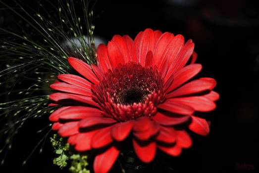 Red Flower