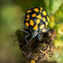 Beatle Climbing a plant