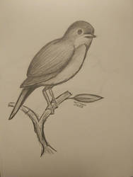 A Nightingale