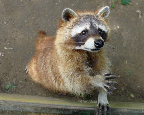 raccoon