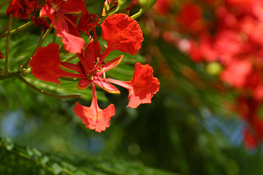 Poinciana I