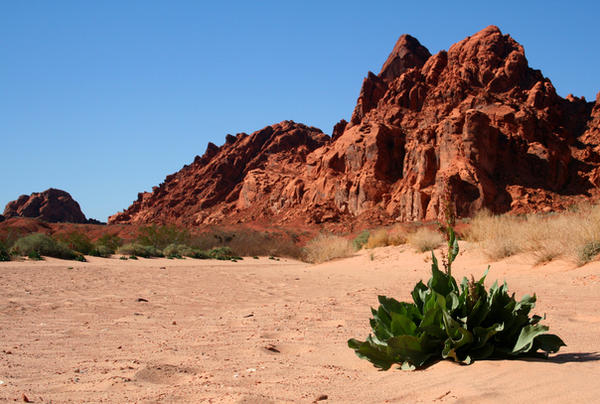 Desert Mullein