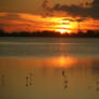 2008 Sept 20 Mangrove Sunset