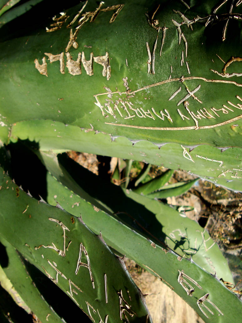 Grabe en la Penca de Un Maguey by pseudofotografo on DeviantArt Grabe en la Penca de Un Maguey by pseudofotografo on DeviantArt