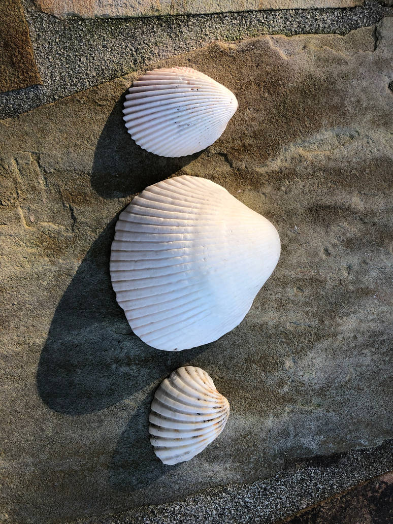 Large shells by OutlandFishArt on DeviantArt