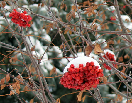 Mountain Ash in the Winter