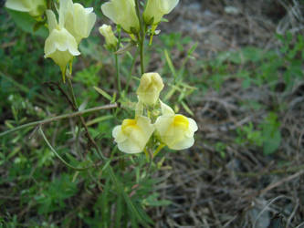 Wild Snap dragons