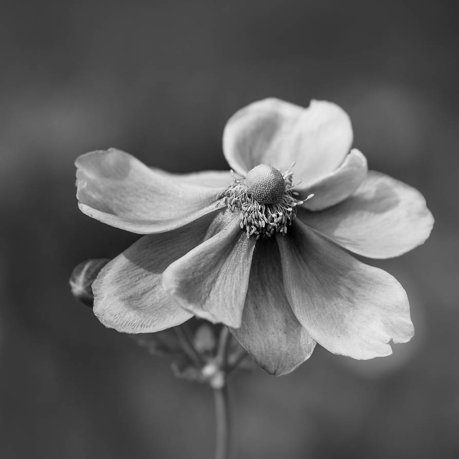 Quiet Grace