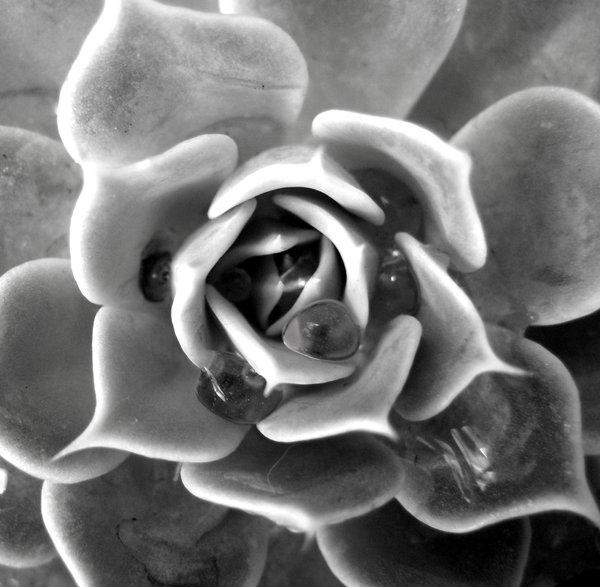 Can_flowers_cry by seanjoseph by CloseUps on DeviantArt