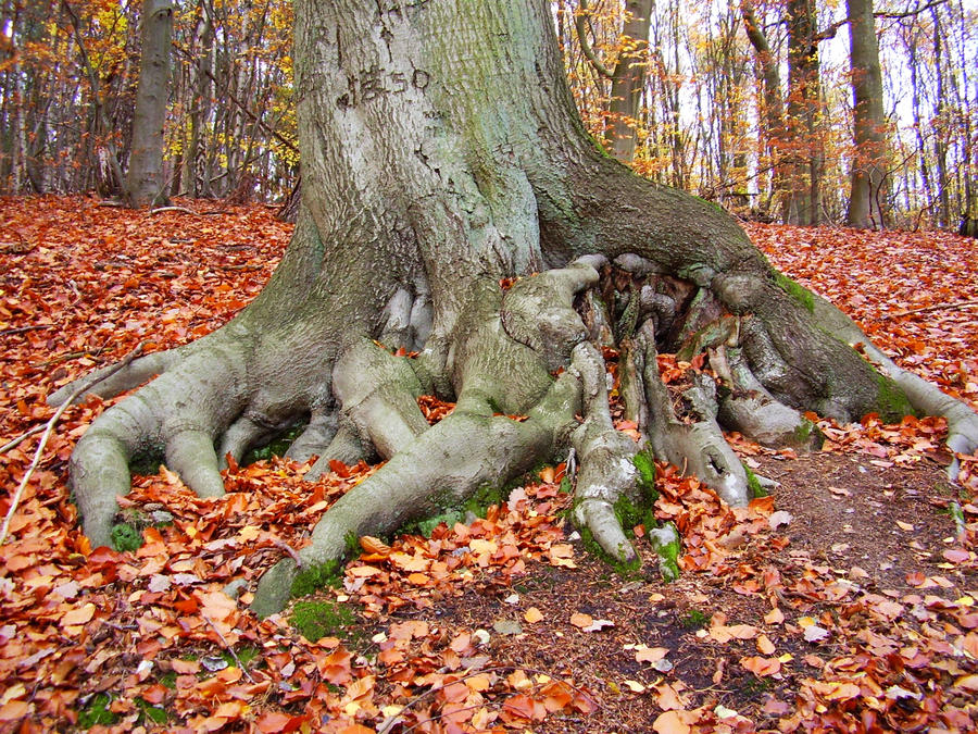 Cthulhu tree VIII by sahk99 on DeviantArt