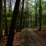 Spring forest path