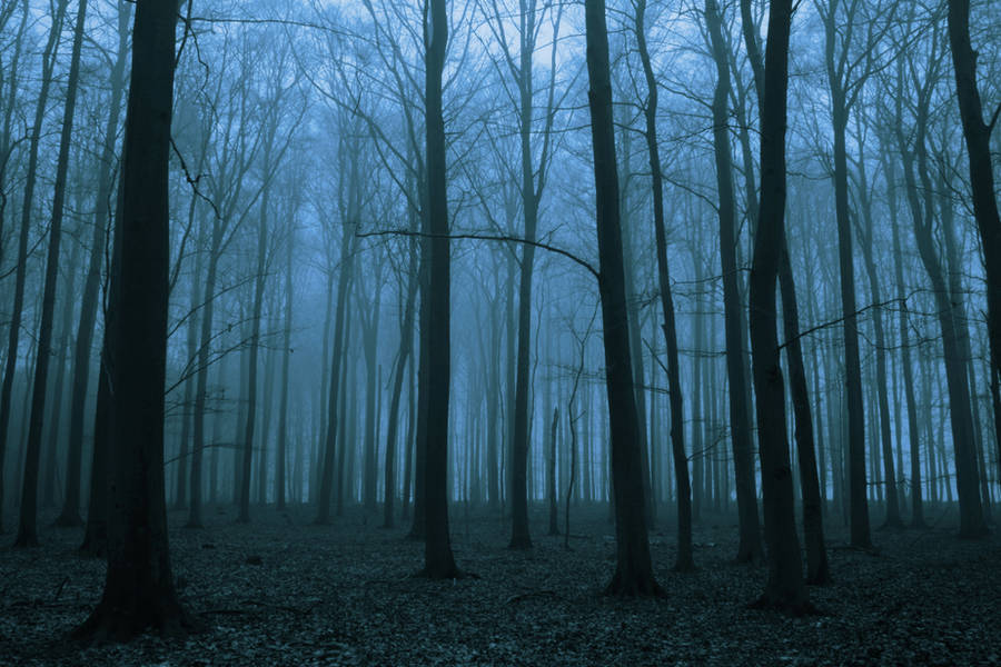 The silence of a wintry forest by sahk99