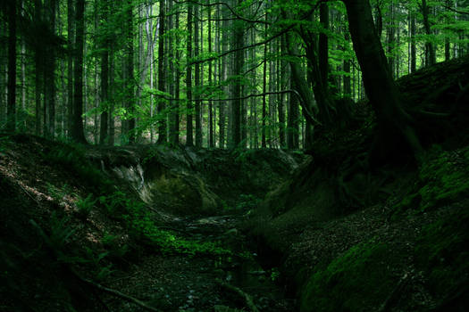 The woods of Fangorn