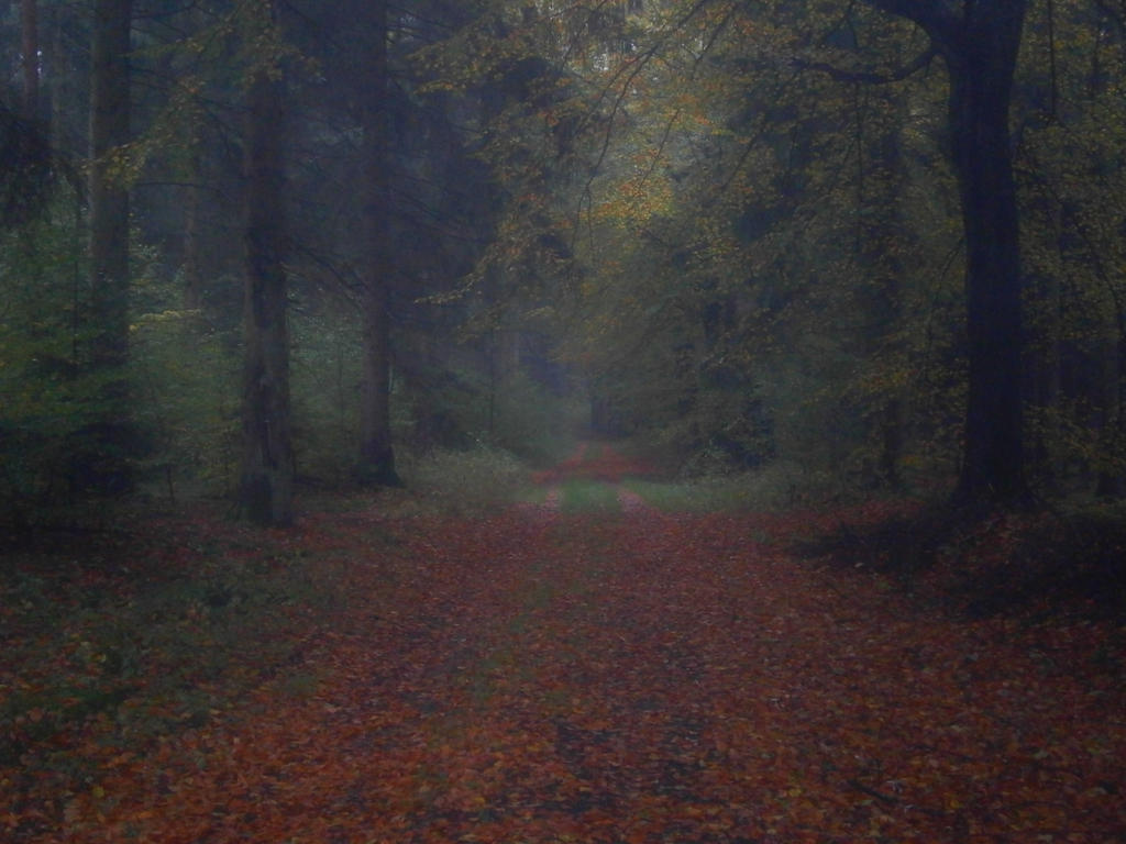 Autumnal forest path