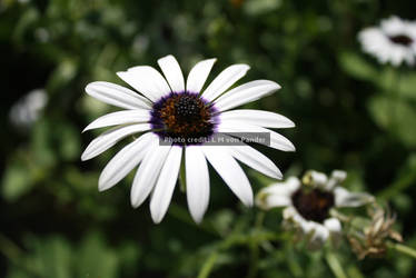 Daisies Copyright3