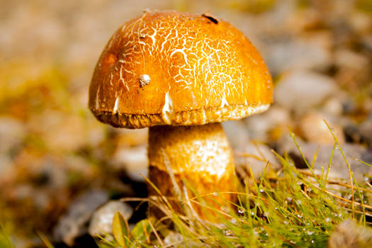 Mushroom 1