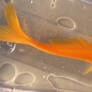 goldfish stock 20