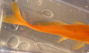 goldfish stock 20