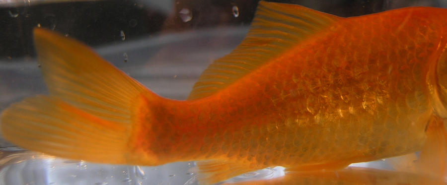 goldfish stock 22