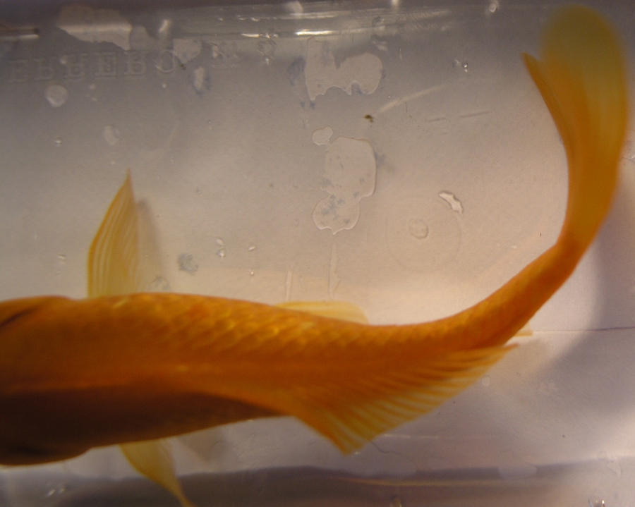 goldfish stock 24