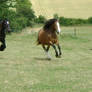 running horses stock 4