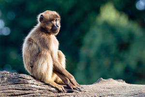 Wilhema monkey Stuttgart