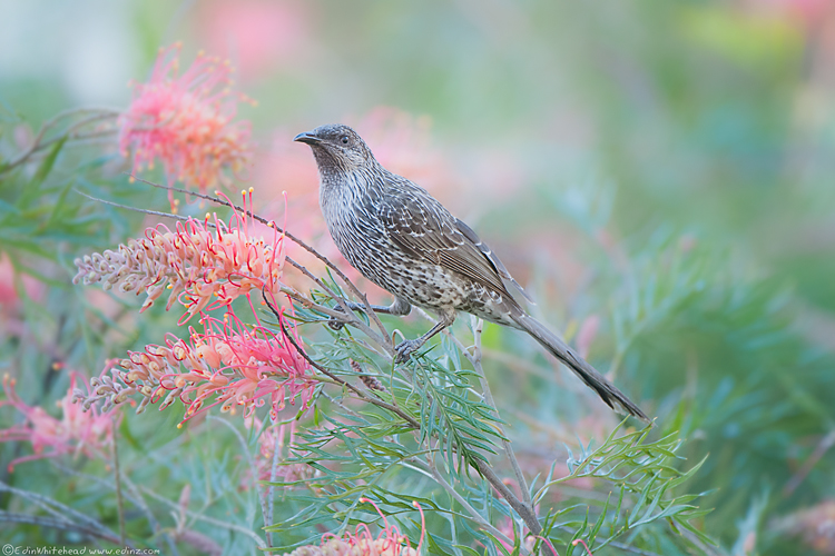 Wattle