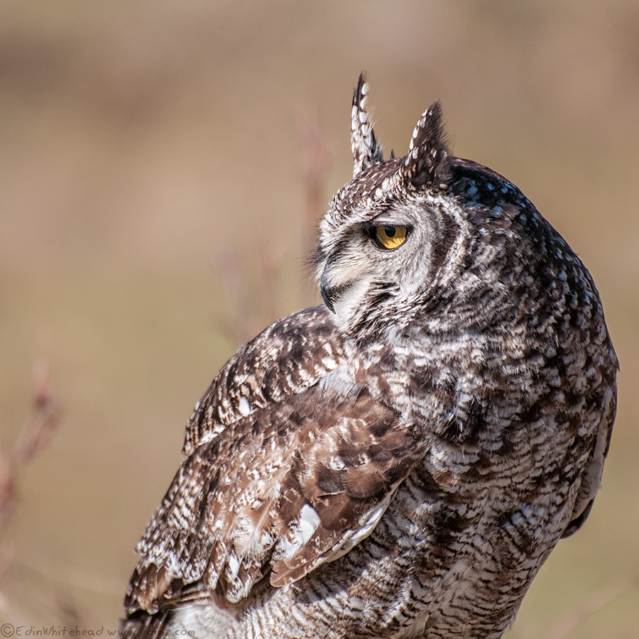 Spotted Eagle Owl