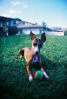 Holga Dakota