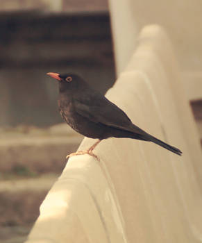 Black Bird