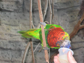 Feeding the Lorikeets