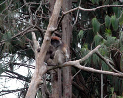 Colobus monkey in tree