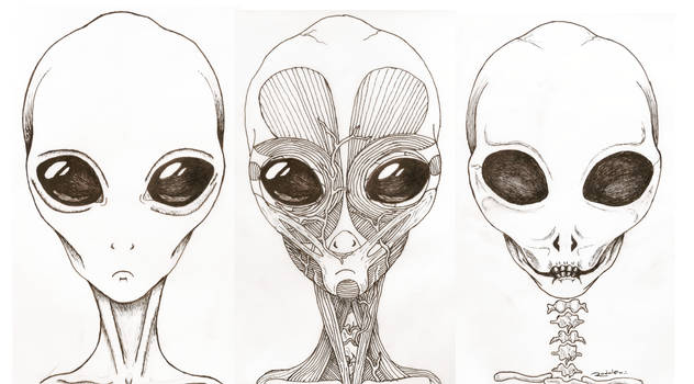 Alien anatomy 1