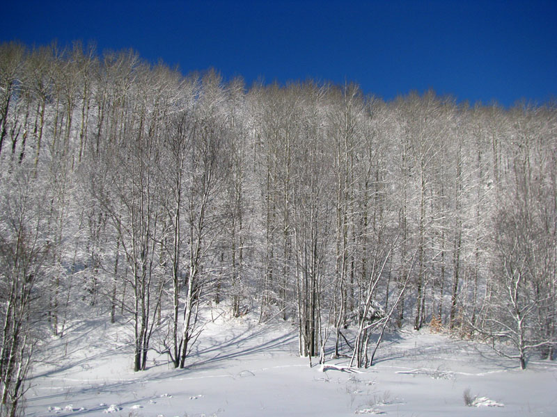 snow covered