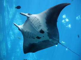 MANTA RAY I