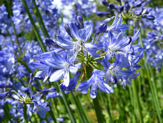 Agapanthus II