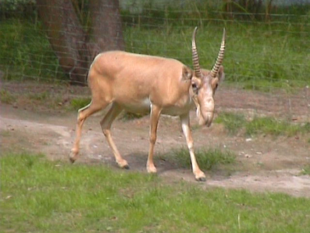 saiga antelope