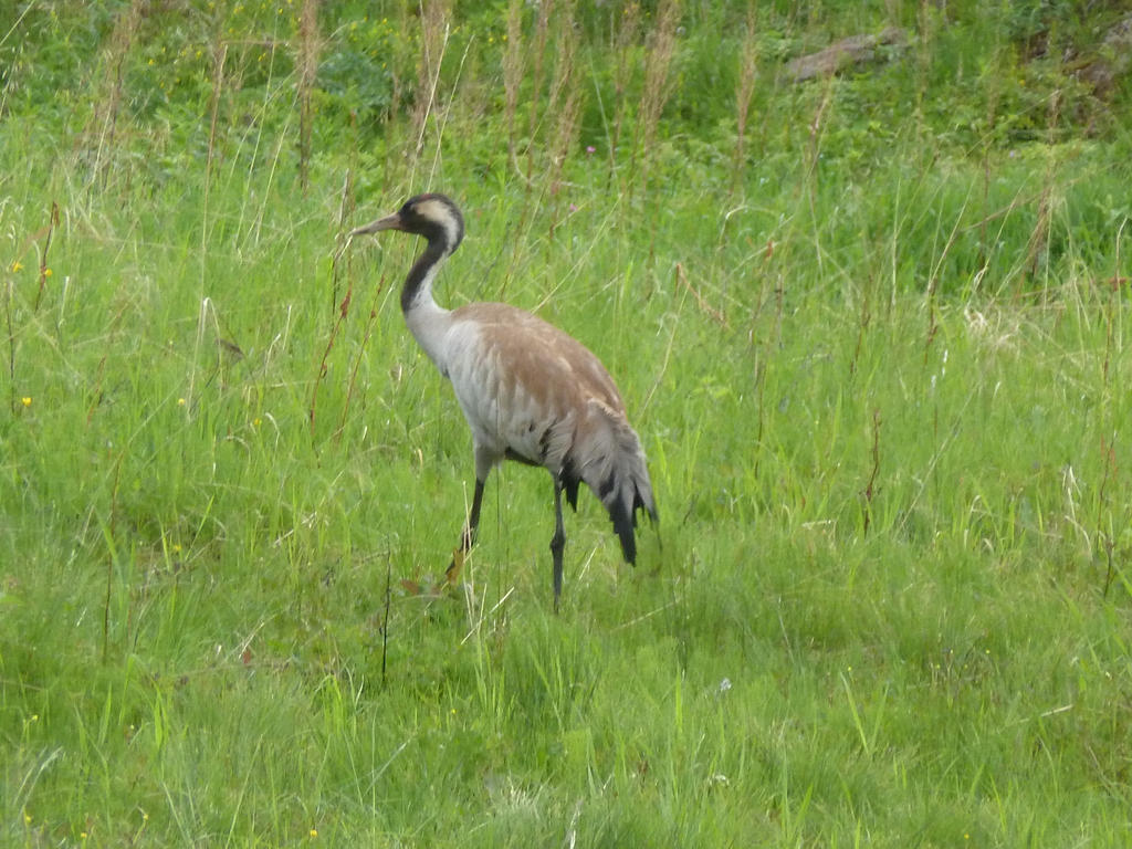 common crane