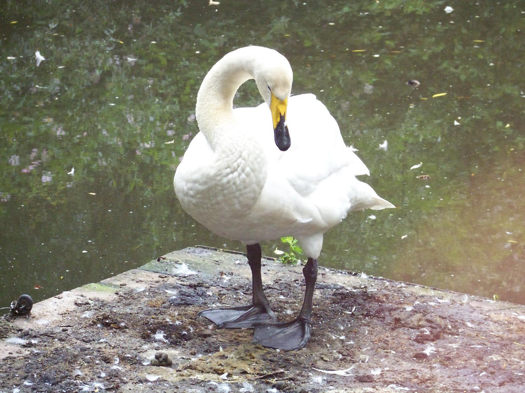 whooper swan