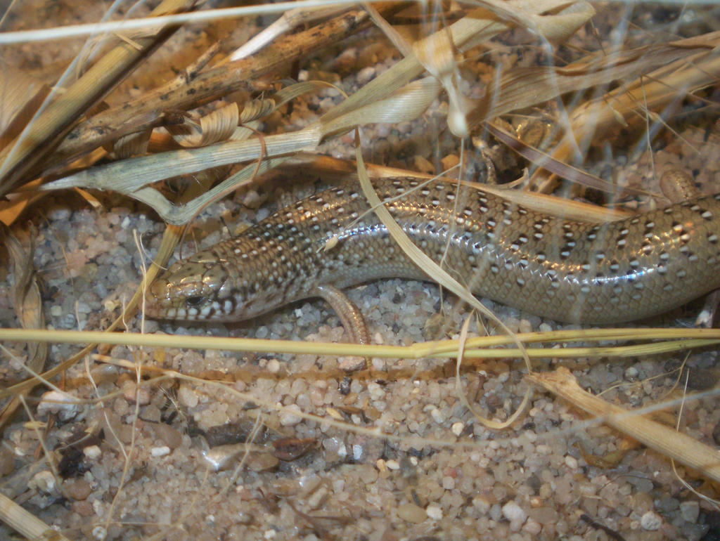 ocellated skink