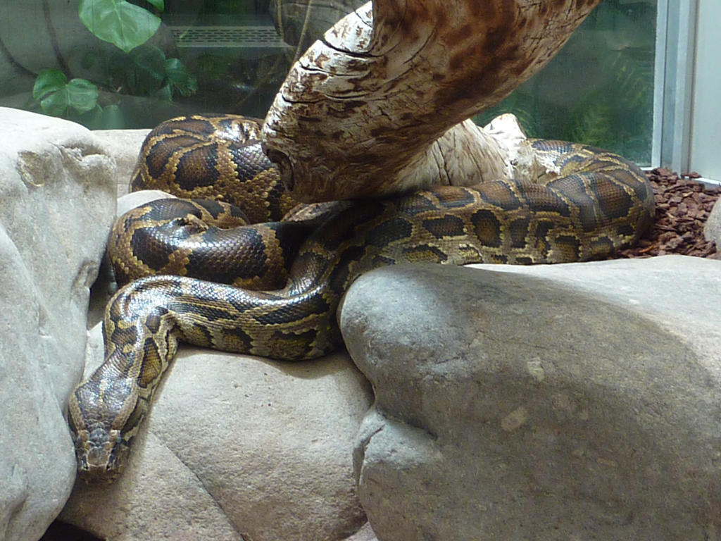 burmese python by Feridwyn on DeviantArt