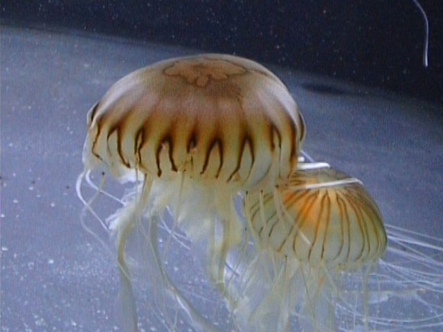 northern sea nettle