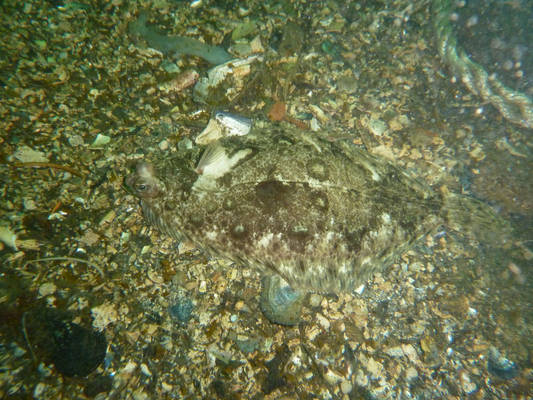 european flounder