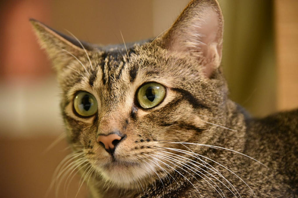 Frodo the cat by ian1231100 on DeviantArt