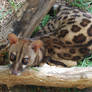 Genet looking for some chicken