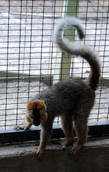 Red-Fronted Brown Lemur