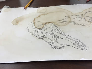 Skull Line Drawing