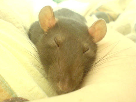 My sleeping laboratory rat