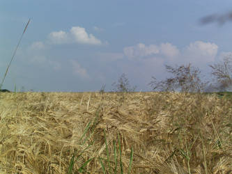 Cornfield